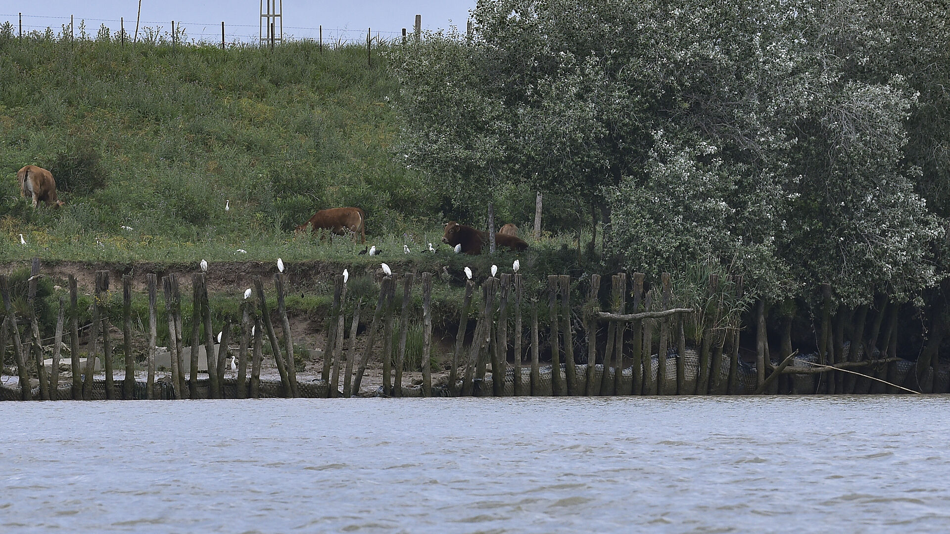 El paseo en barco permite observar la ganader&iacute;a de la zona.